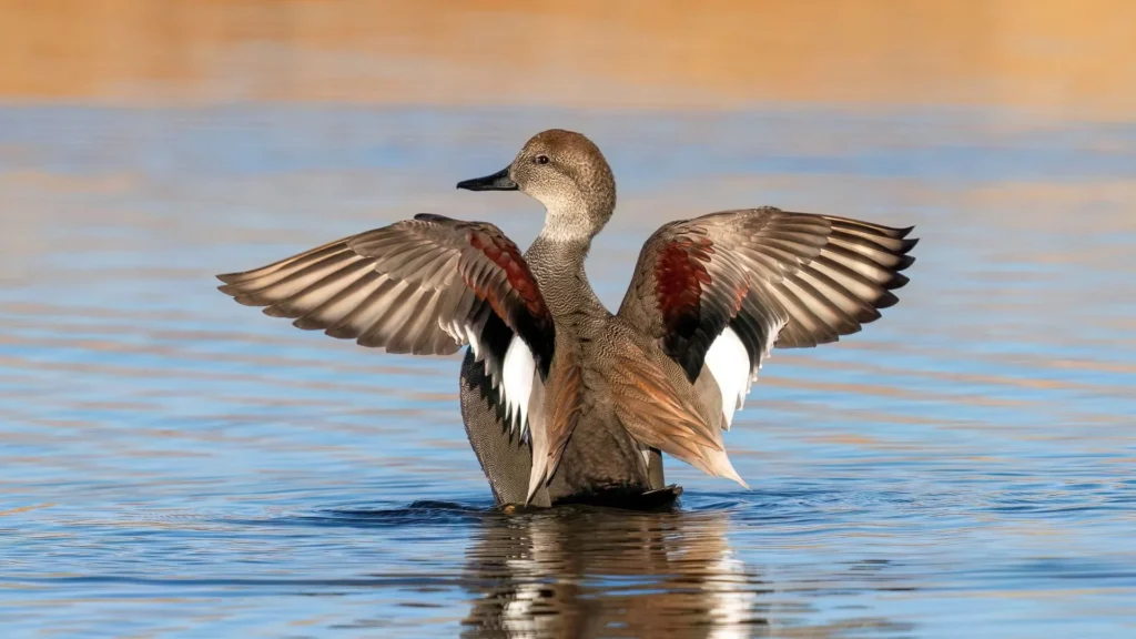 National Chilika Bird Festival takes flight